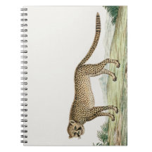 Afrika Cheetah Illustration