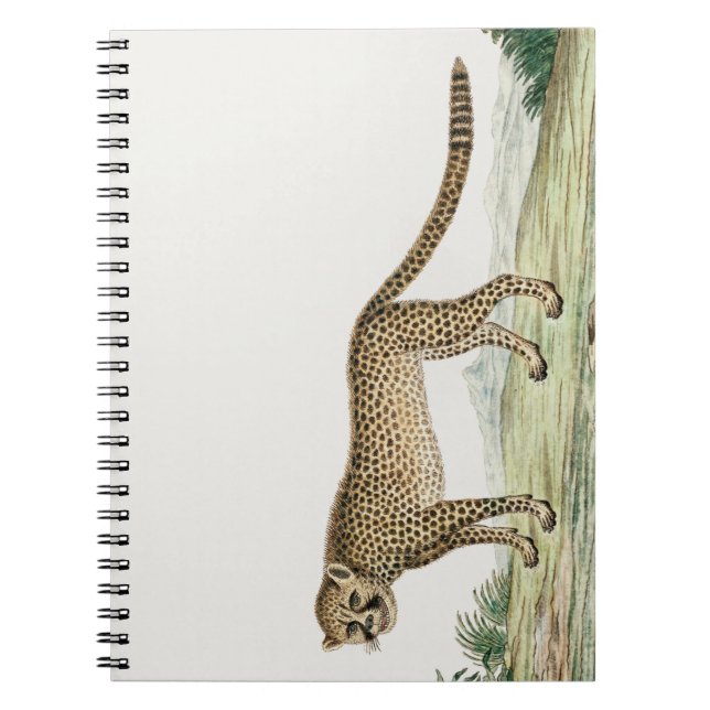 Afrika Cheetah Illustration Anteckningsbok (Framsidan)