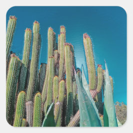 Afrika Desert Cactus Plants Prickly Pear Fyrkantigt Klistermärke