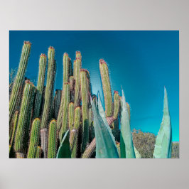 Afrika Desert Cactus Plants Prickly Pear Poster