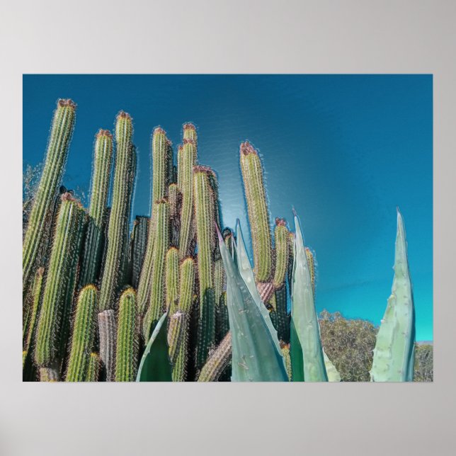 Afrika Desert Cactus Plants Prickly Pear Poster (Framsidan)