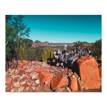 Afrika Desert Ligcape Nature Cactus Plants Postc