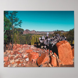 Afrika Desert Ligcape Nature Cactus Plants Postc Poster