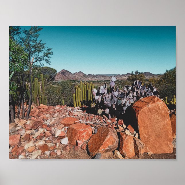 Afrika Desert Ligcape Nature Cactus Plants Postc Poster (Framsidan)