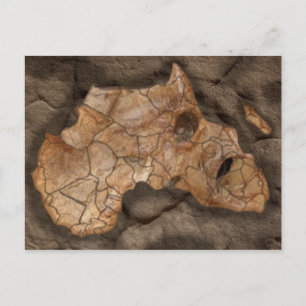 Afrika dinosauaur fossil vykort