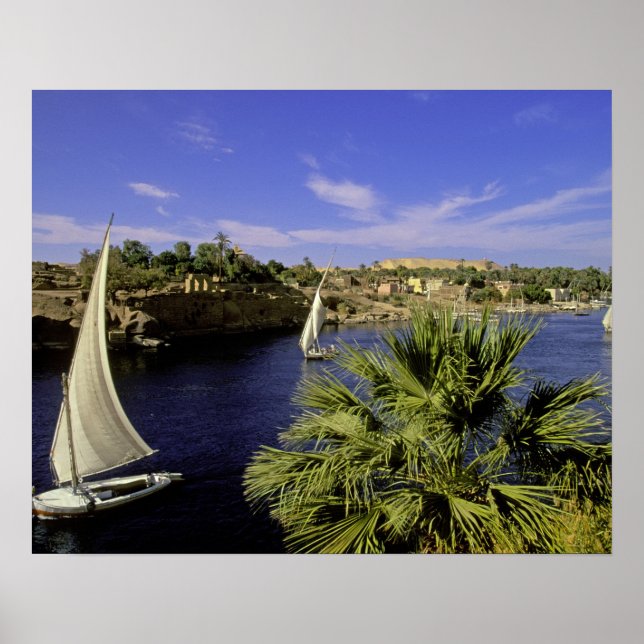 Afrika, Egypten, Övre Egypten, Assuan. Feluccas 2 Poster (Framsidan)
