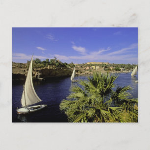 Afrika, Egypten, Övre Egypten, Aswan. Feluccas 2 Vykort