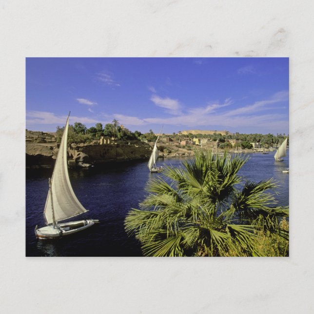 Afrika, Egypten, Övre Egypten, Aswan. Feluccas 2 Vykort (Framsida)