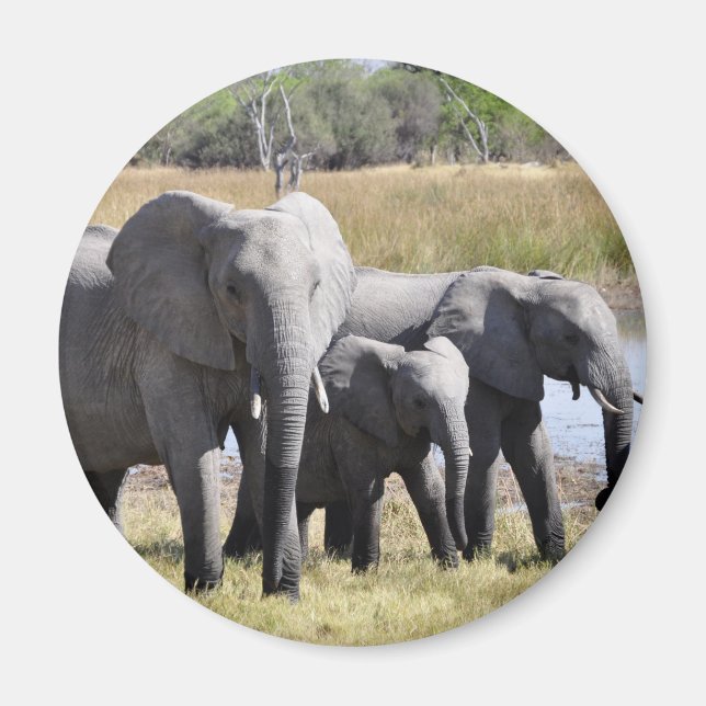 Afrika Elephant Herds Magnet (Framsidan)