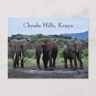Afrika Elephants Kenya, Chyulu Backe Vykort