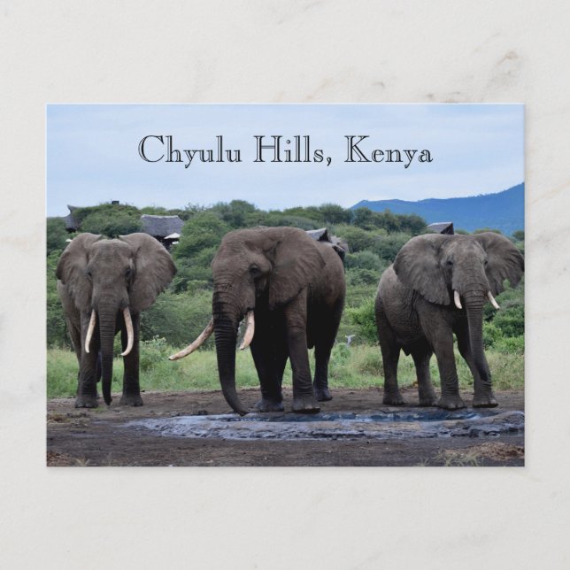 Afrika Elephants Kenya, Chyulu Backe Vykort (Framsida)