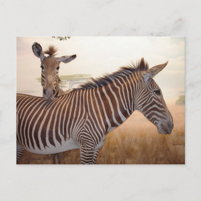 Afrika - Foto - Zebra Vykort (Framsida)