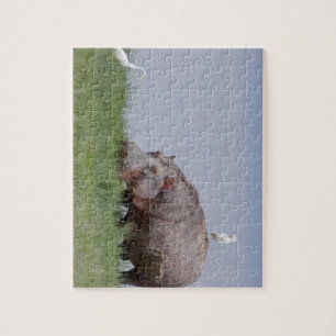 Afrika - Hippo Pussel
