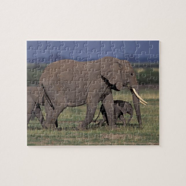 Afrika, Kenya, Amboseli National Park. Afrikansk 4 Pussel (Horisontell)