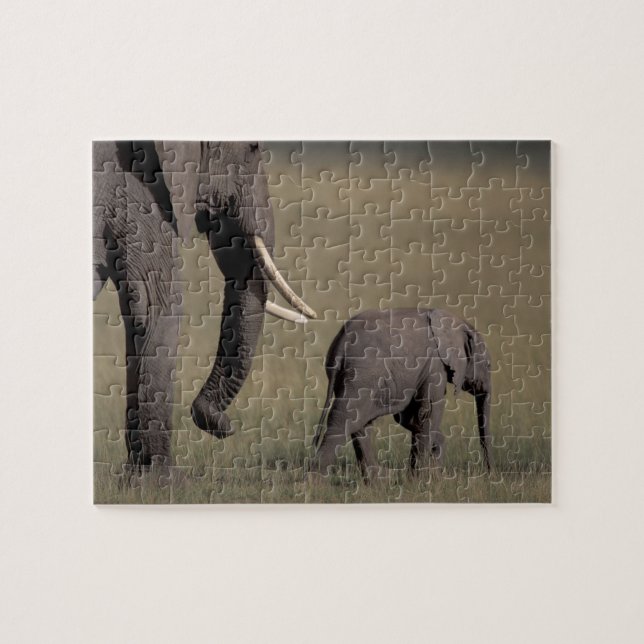 Afrika, Kenya, Amboseli National Park. Afrikansk Pussel (Horisontell)