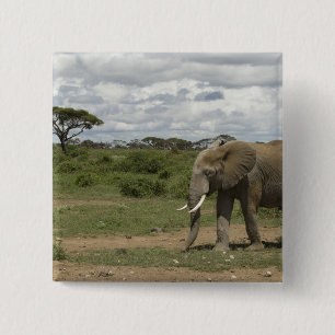 Afrika, Kenya, Amboseli National Park, elefant, Knapp