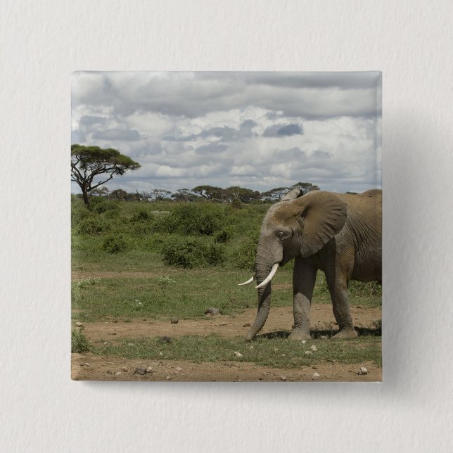 Afrika, Kenya, Amboseli National Park, elefant, Knapp (Framsida)