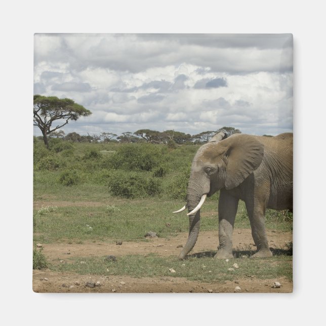 Afrika, Kenya, Amboseli National Park, elefant, Magnet (Framsidan)