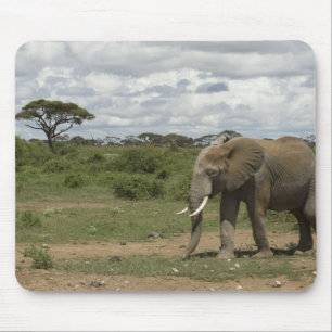Afrika, Kenya, Amboseli National Park, elefant, Musmatta