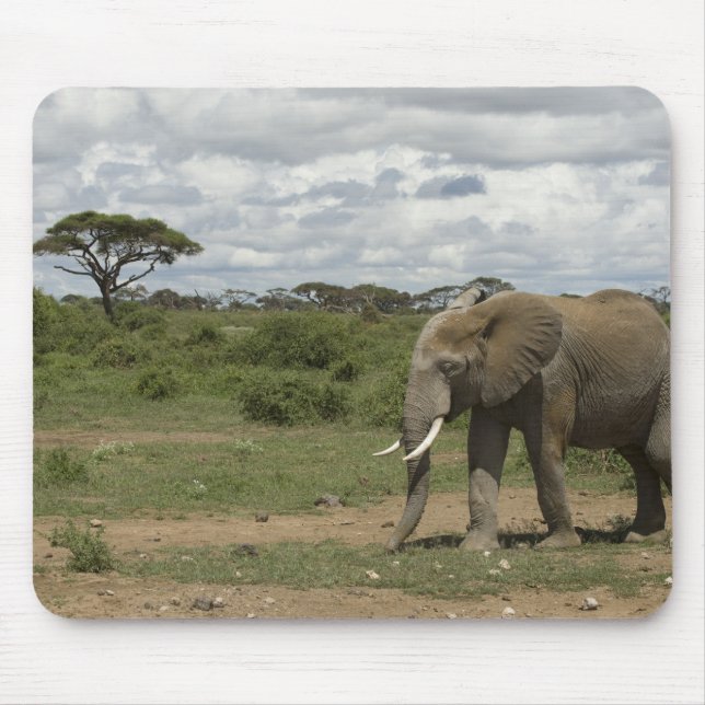 Afrika, Kenya, Amboseli National Park, elefant, Musmatta (Framsidan)