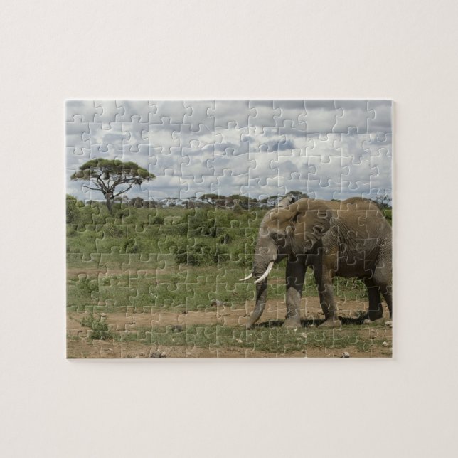 Afrika, Kenya, Amboseli National Park, elefant, Pussel (Horisontell)