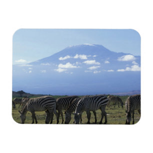 Afrika, Kenya, Amboseli National Park, Flock av Magnet