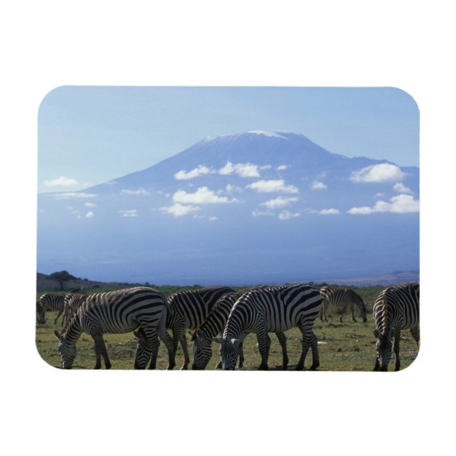 Afrika, Kenya, Amboseli National Park, Flock av Magnet (Horisontell)