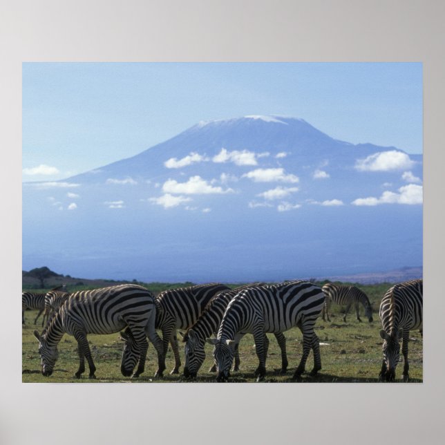 Afrika, Kenya, Amboseli National Park, Flock av Poster (Framsidan)