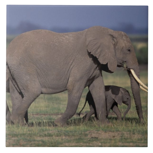 Afrika, Kenya, Amboseli nationalpark. Afrika 4 Kakelplatta (Framsidan)