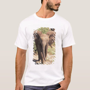 Afrika, Kenya, Amboseli nationalpark. Afrikansk 2 Tee