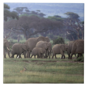 Afrika, Kenya, Amboseli nationalpark. Afrikansk 3 Kakelplatta