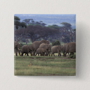 Afrika, Kenya, Amboseli Nationalpark. Afrikansk 3 Knapp