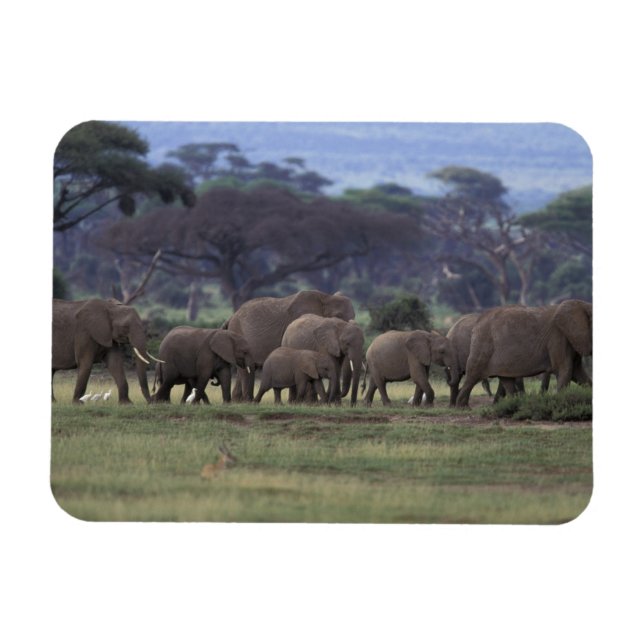 Afrika, Kenya, Amboseli Nationalpark. Afrikansk 3 Magnet (Horisontell)