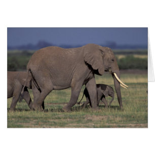 Afrika, Kenya, Amboseli nationalpark. Afrikansk 4 Hälsningskort