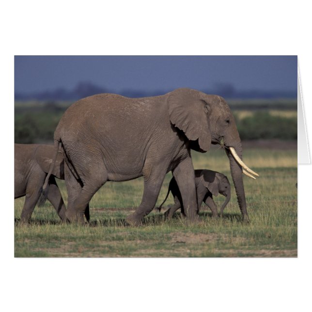 Afrika, Kenya, Amboseli nationalpark. Afrikansk 4 Hälsningskort (Framsidan Horizontal)