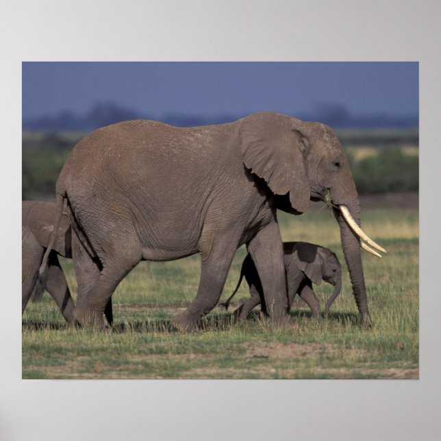 Afrika, Kenya, Amboseli nationalpark. Afrikansk 4 Poster (Framsidan)