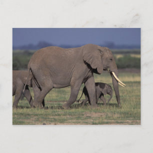 Afrika, Kenya, Amboseli nationalpark. Afrikansk 4 Vykort