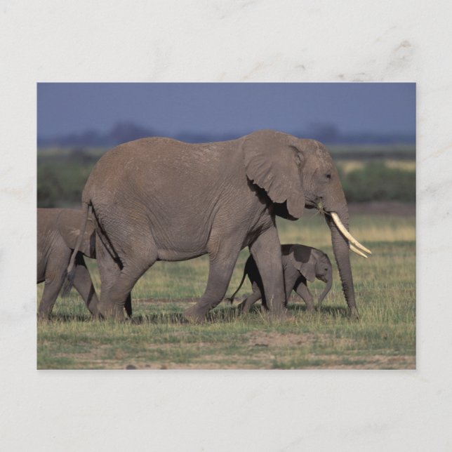Afrika, Kenya, Amboseli nationalpark. Afrikansk 4 Vykort (Framsida)