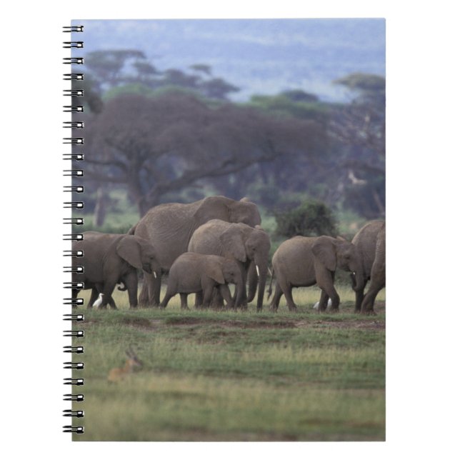 Afrika, Kenya, Amboseli nationalpark. Afrikanska 3 Anteckningsbok (Framsidan)