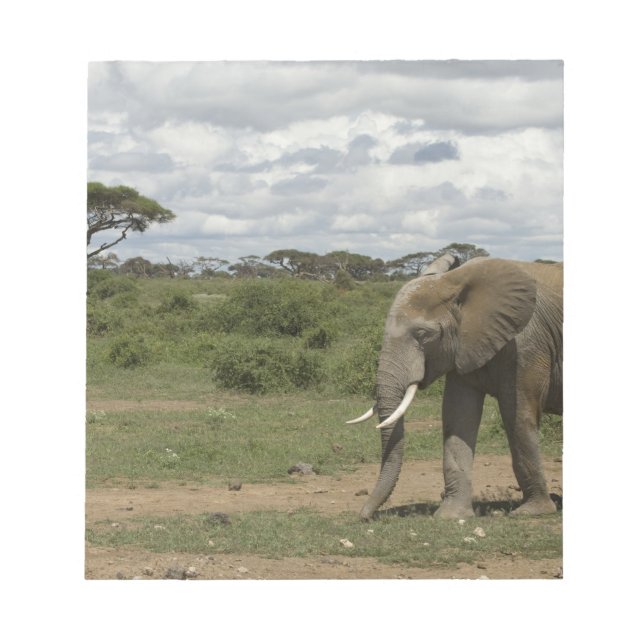 Afrika, Kenya, Amboseli nationalpark, elefant, Anteckningsblock (Framsida)