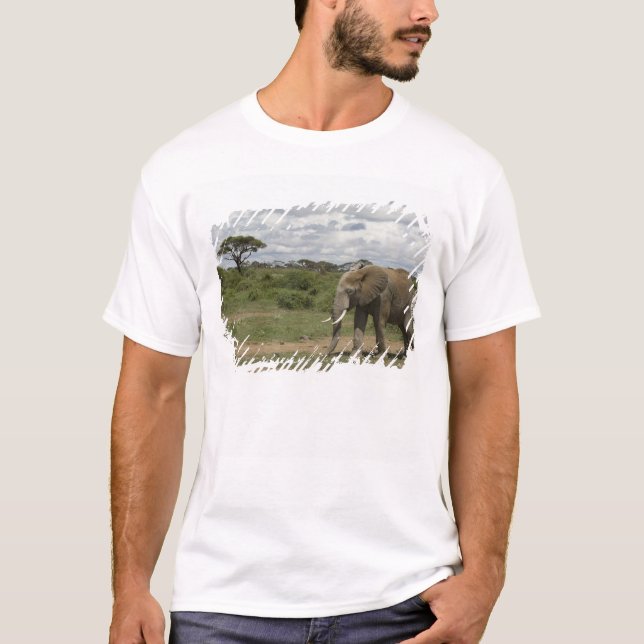 Afrika, Kenya, Amboseli nationalpark, elefant, Tee (Framsida)