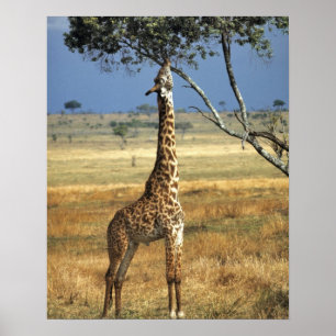 Afrika, Kenya, Amboseli NP. A Common, eller Masai Poster