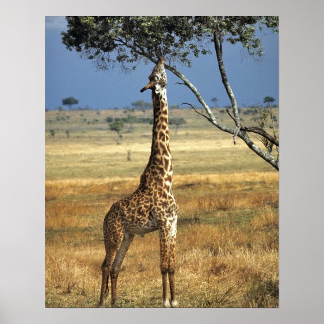 Afrika, Kenya, Amboseli NP. A Common, eller Masai Poster (Framsidan)