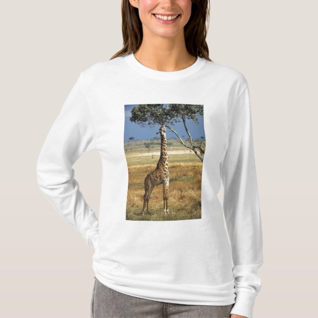 Afrika, Kenya, Amboseli NP. A Common, eller Masai Tee Shirt (Framsida)