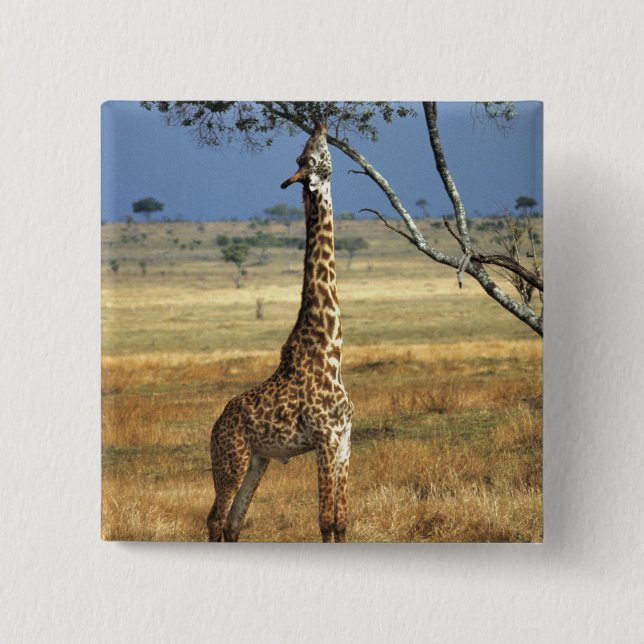 Afrika, Kenya, Amboseli NP. En vanlig, eller Masai Knapp (Framsida)