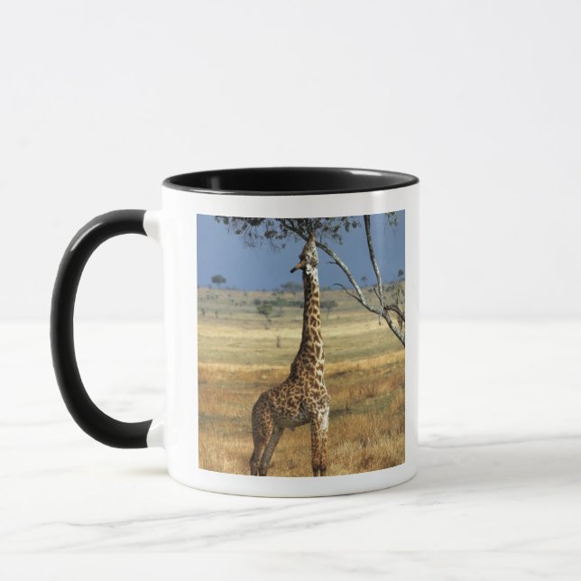 Afrika, Kenya, Amboseli NP. En vanlig, eller Masai Mugg (Vänster)