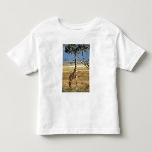 Afrika, Kenya, Amboseli NP. En vanlig, eller Masai Tee