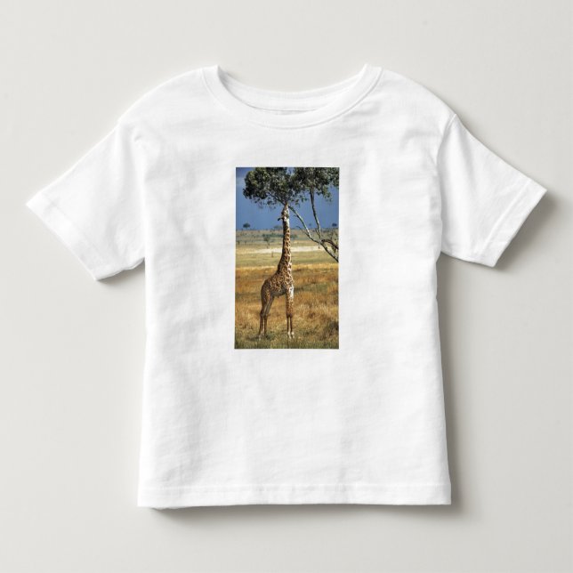 Afrika, Kenya, Amboseli NP. En vanlig, eller Masai Tee (Framsida)
