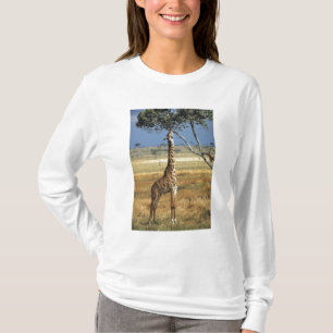 Afrika, Kenya, Amboseli NP. En vanlig, eller Masai Tee Shirt