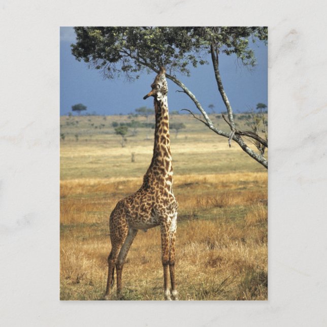 Afrika, Kenya, Amboseli NP. En vanlig, eller Masai Vykort (Framsida)